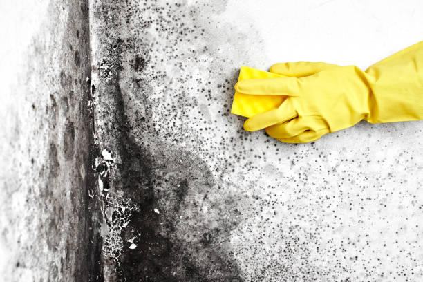 Mold Removal Process in Andalusia, AL