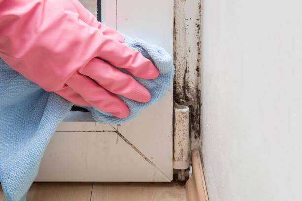 Mold Testing and Removal in Andalusia, AL