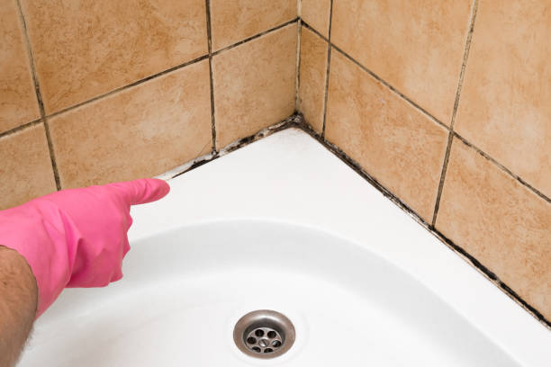 Certified Mold Removal in Andalusia, AL